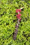 Black Cottonwood male catkin on bed of moss