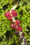 Black Cottonwood male catkin on bed of moss, detail