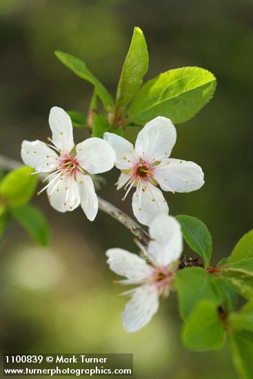 Prunus cerasifera