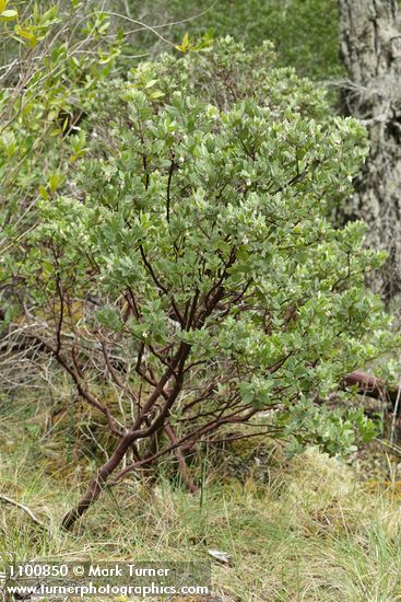 Arctostaphylos hispidula