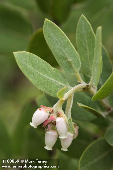 Arctostaphylos hispidula