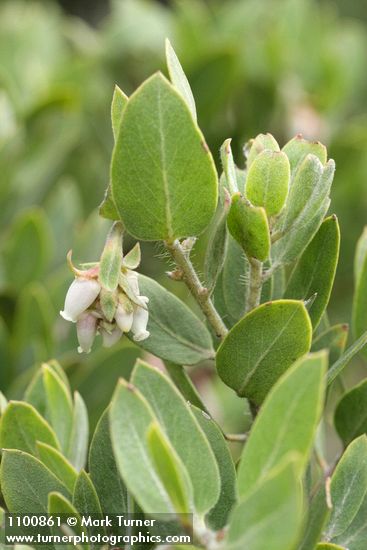 Arctostaphylos hispidula