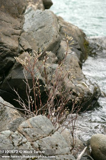 Salix delnortensis