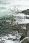 Del Norte Willow along Smith River at Stoney Creek