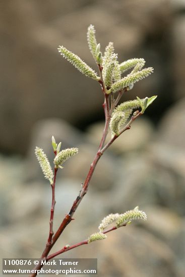 Salix delnortensis