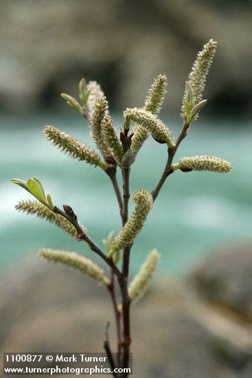 Salix delnortensis