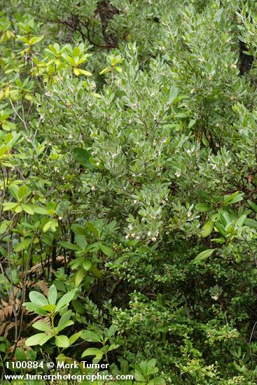 Arctostaphylos hispidula; Vaccinium ovatum