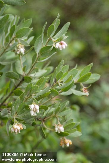 Arctostaphylos hispidula