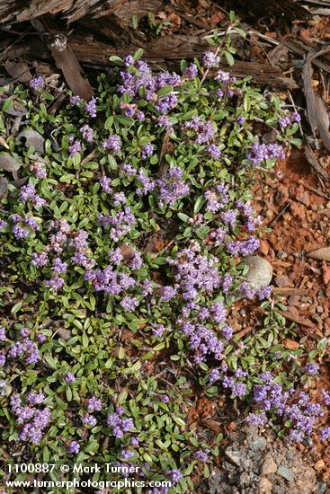 Ceanothus pumilus