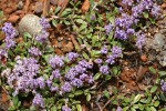 Siskiyou Mat blossoms & foliage