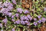 Siskiyou Mat blossoms & foliage