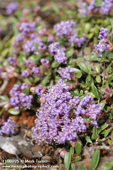 Ceanothus pumilus