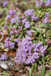 Siskiyou Mat blossoms & foliage