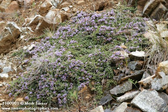 Ceanothus pumilus