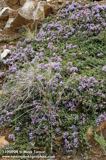 Ceanothus pumilus