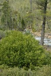 California Laurel on banks of Rock Creek