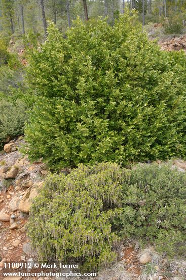 Umbellularia californica; Garrya buxifolia