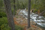 Jeffrey Pines frame Rock Creek