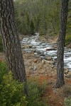 Jeffrey Pines frame Rock Creek