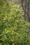 California Laurel blossoms & foliage