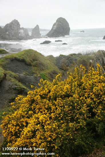 Ulex europaeus