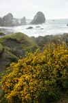 Gorse w/ sea stacks bkgnd