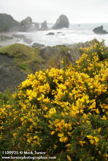 Ulex europaeus