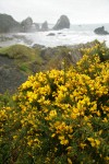 Gorse w/ sea stacks bkgnd