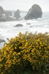 Gorse w/ sea stacks bkgnd