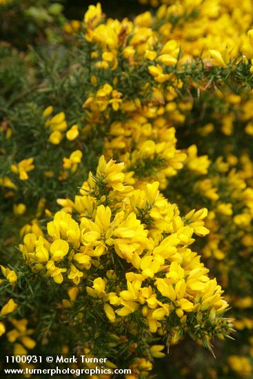 Ulex europaeus