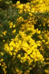 Gorse blossoms & foliage