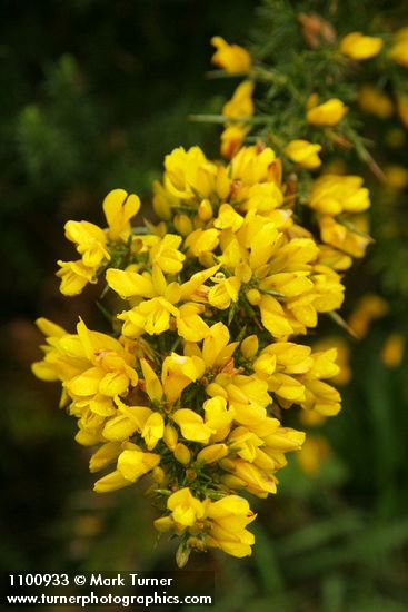 Ulex europaeus