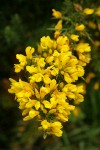 Gorse blossoms & foliage