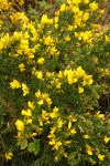 Gorse blossoms & foliage