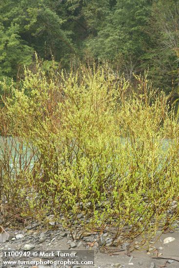 Salix melanopsis