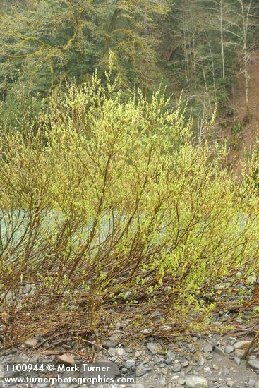 Salix melanopsis