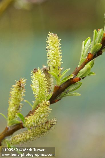 Salix melanopsis