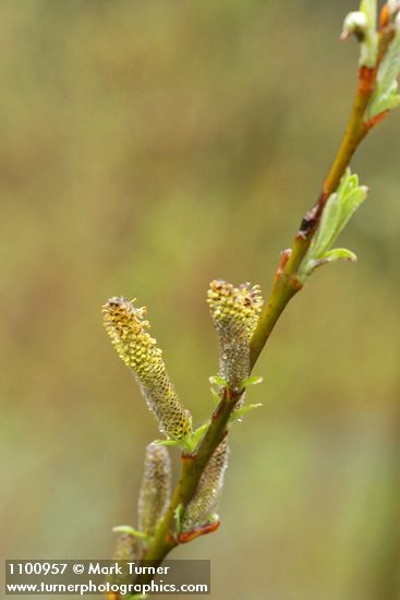 Salix melanopsis