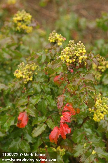 Berberis pinnata (Mahonia pinnata)