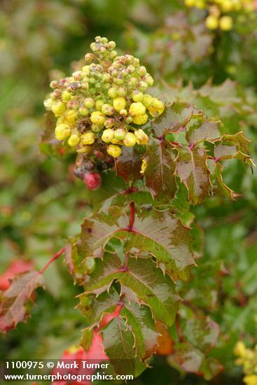 Berberis pinnata (Mahonia pinnata)