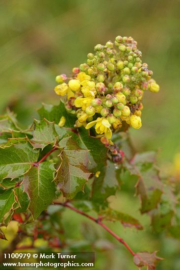 Berberis pinnata (Mahonia pinnata)