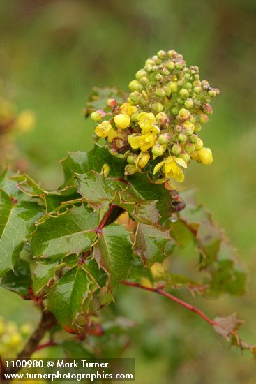 Berberis pinnata (Mahonia pinnata)