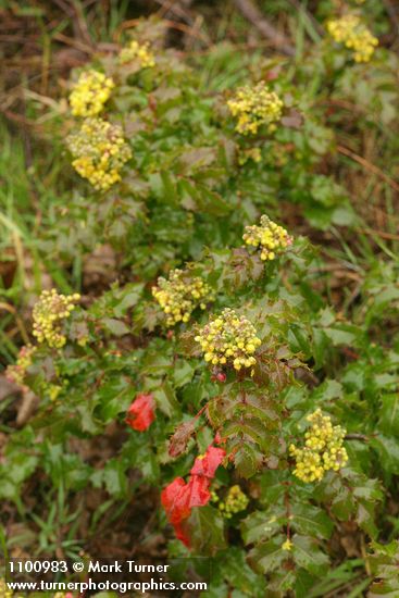 Berberis pinnata (Mahonia pinnata)