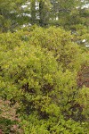 Stanford's Manzanita