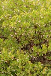 Stanford's Manzanita