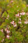 Stanford's Manzanita blossoms & foliage w/ raindrops