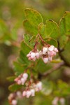 Stanford's Manzanita blossoms & foliage w/ raindrops