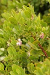 Hooker's Manzanita blossoms & foliage