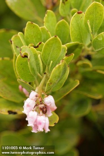 Arctostaphylos hookeri