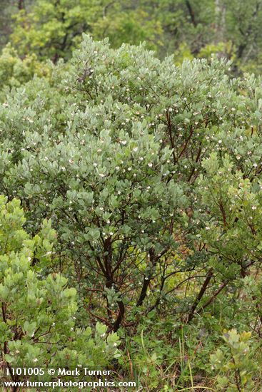 Arctostaphylos nortensis